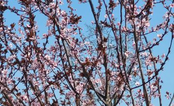 Nasadzenia w Parku Południowym